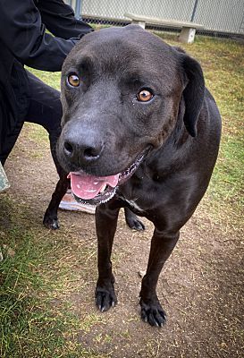 Gunner, a Adopted mixed breed in Kerrville, TX image 2/3