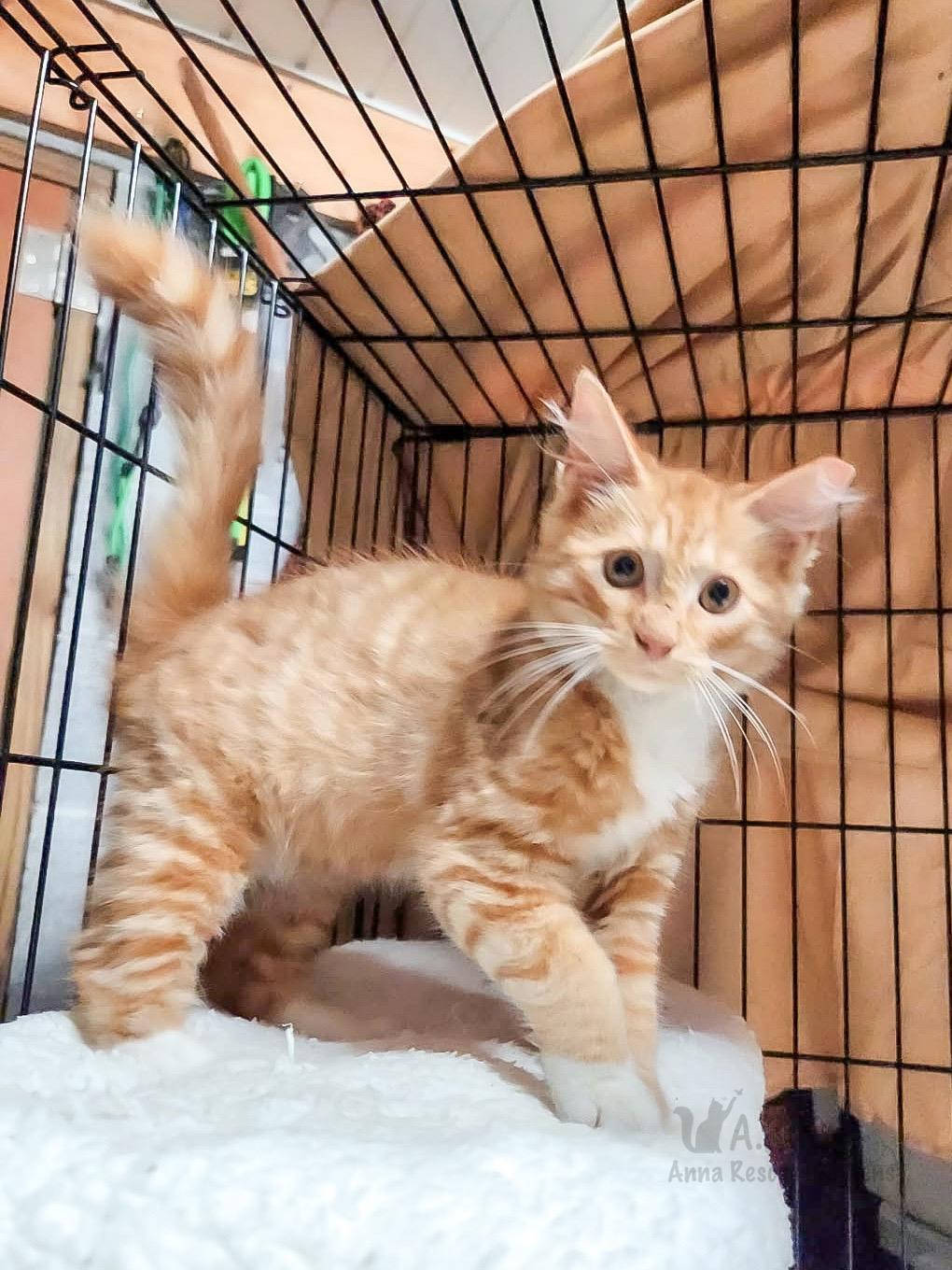 Enlarge Finn Ryder, a Adopted Domestic Long Hair in Providence Forge, VA image 2/2