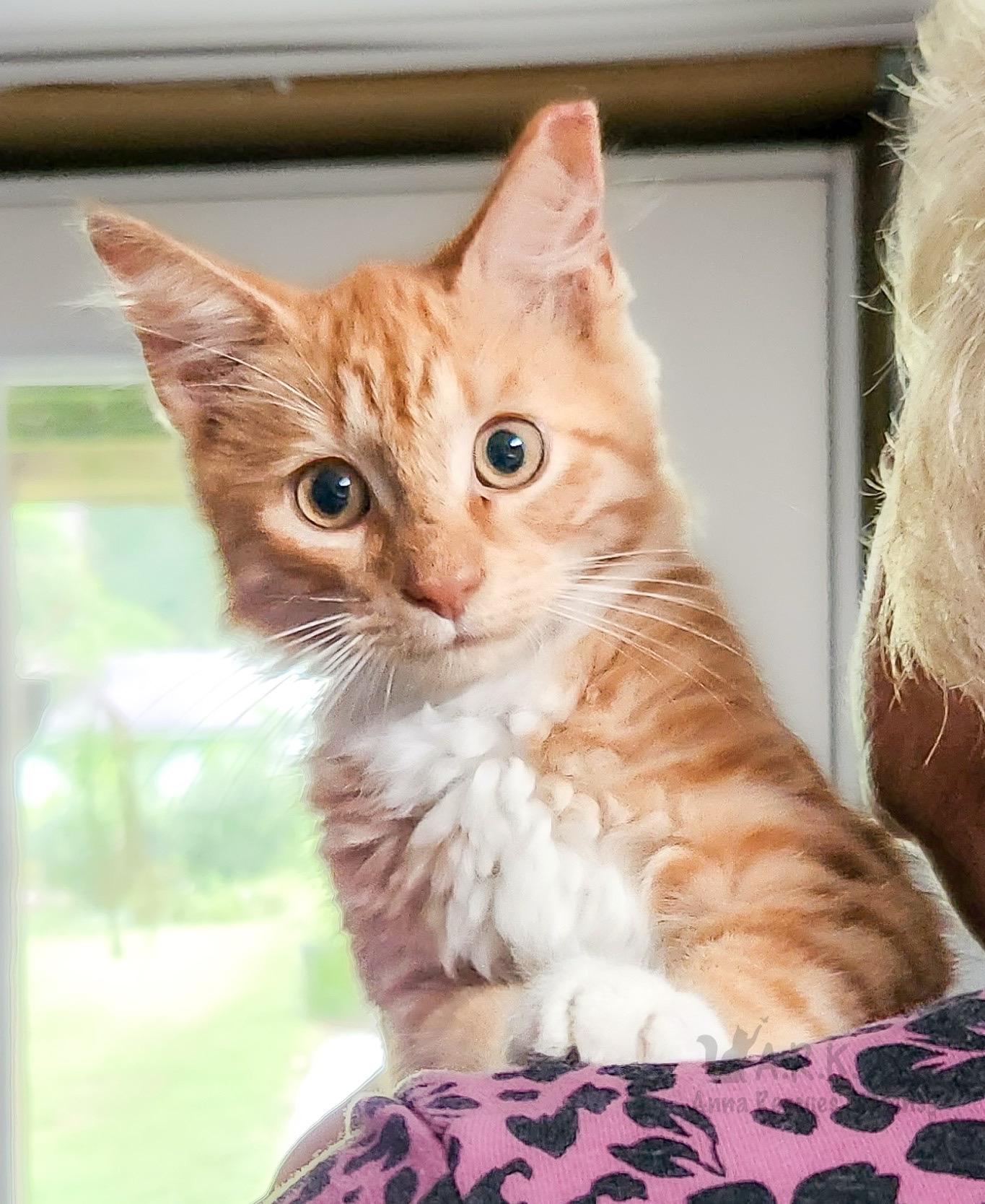 Enlarge Finn Ryder, a Adopted Domestic Long Hair in Providence Forge, VA image 1/2