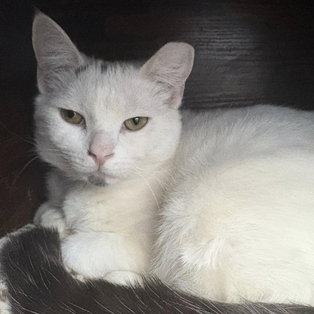 Enlarge Wren, a Adoptable Domestic Short Hair in Hamburg, NY image 1/2