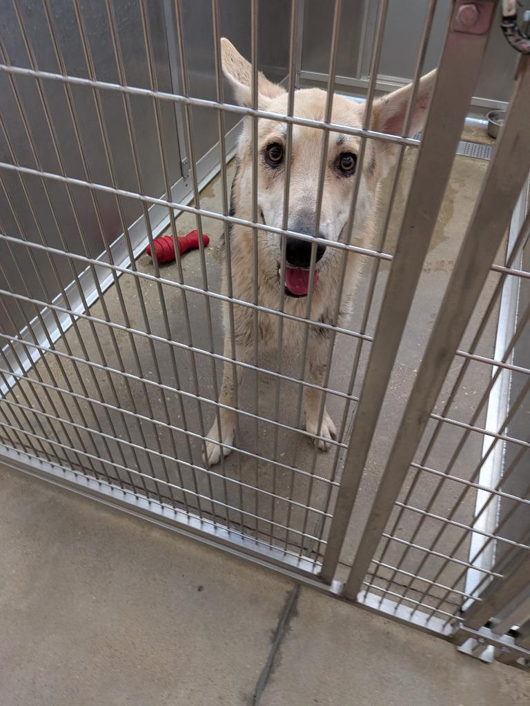 Enlarge Dragar, a Adoptable German Shepherd Dog in Huntsville, TX image 1/1