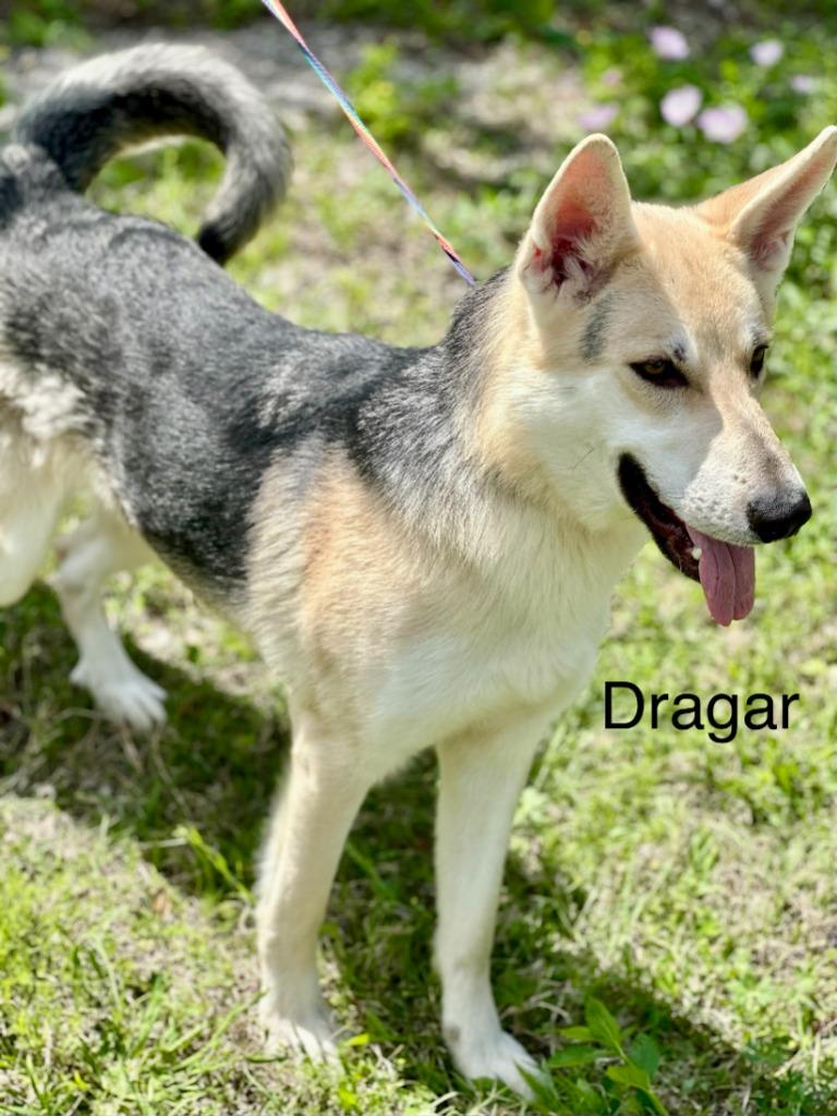 Enlarge Dragar, a Adoptable German Shepherd Dog in Huntsville, TX image 1/1