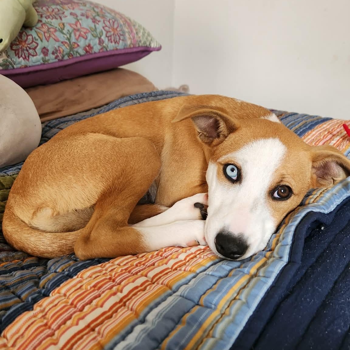 Enlarge Josie, a Adoptable mixed breed in Kennewick, WA image 2/4