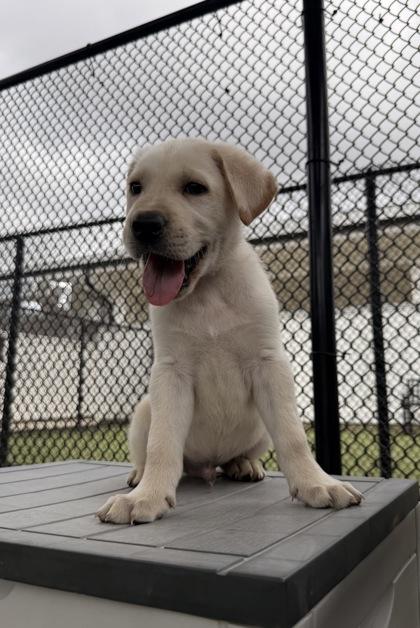 Monty, Adoptable, Puppy Male Labrador Retriever & Mixed Breed.