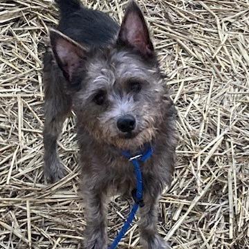 Bootsie, Adoptable, Young Male Schnauzer & Mixed Breed.