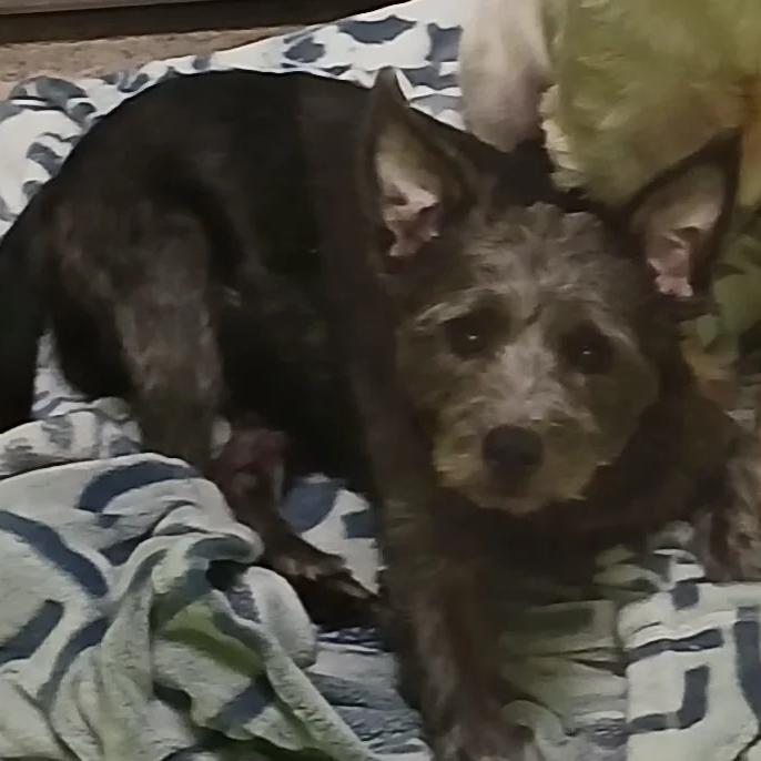 Enlarge Bootsie, a Adoptable mixed breed in Spokane, WA image 1/1