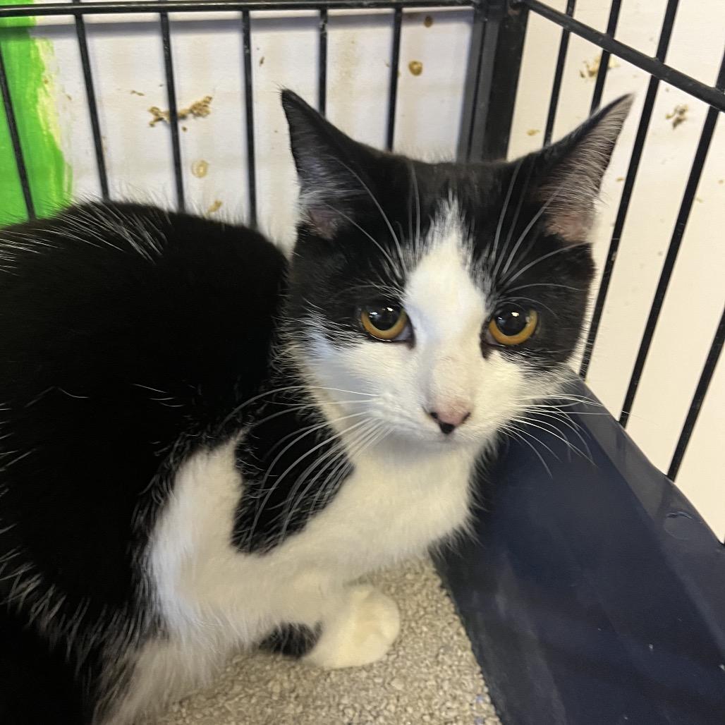 Enlarge Alex, a Adoptable Domestic Short Hair in Corbin, KY image 1/1