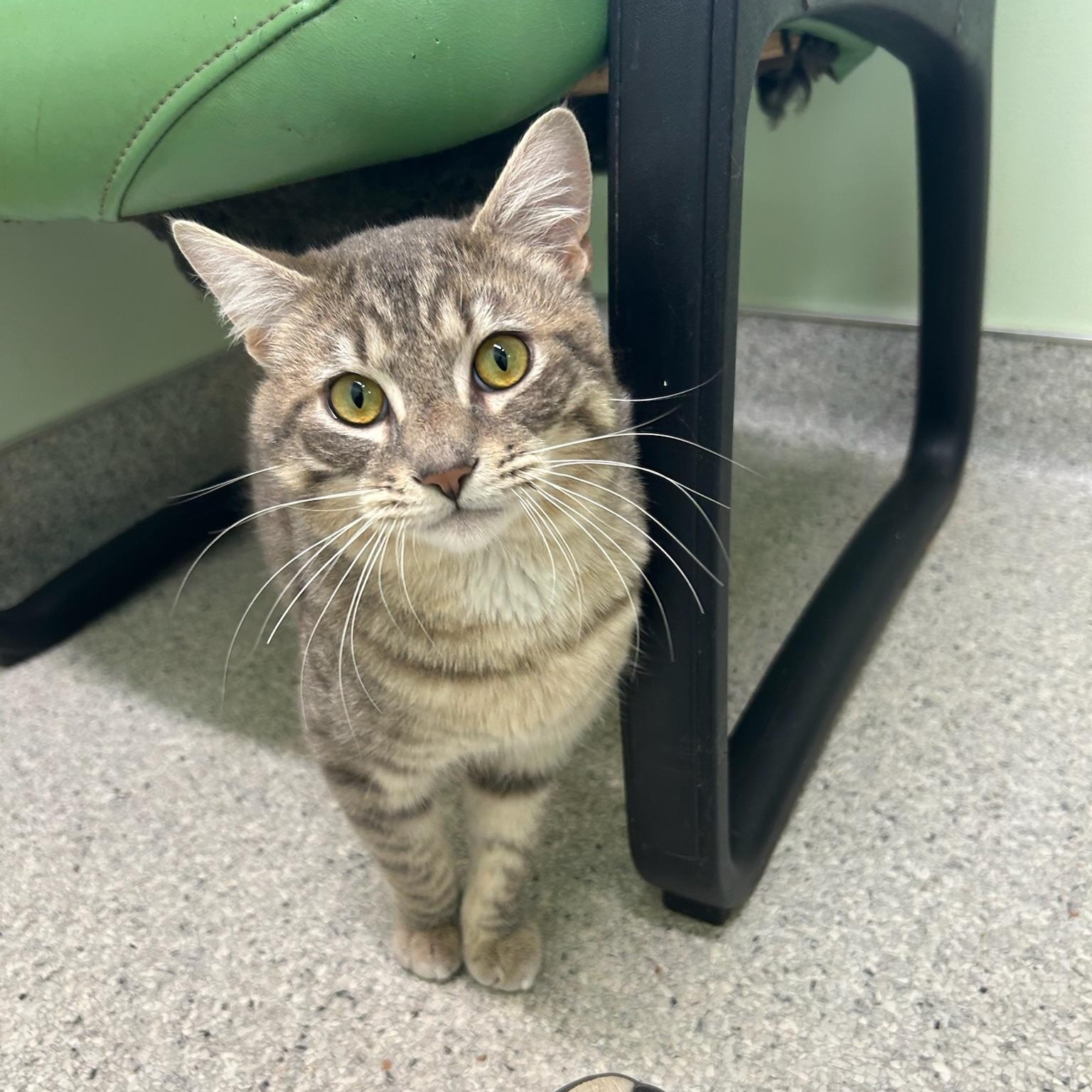 Rainier, a Adoptable Domestic Medium Hair in Kent, WA image 1/5