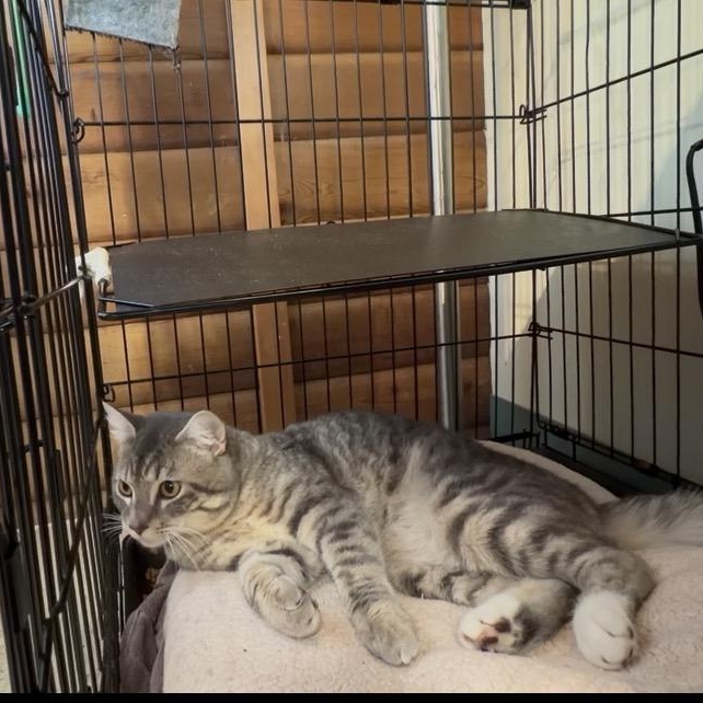 Rainier, a Adoptable Domestic Medium Hair in Kent, WA image 4/5