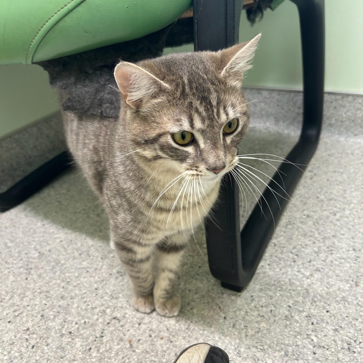 Rainier, a Adoptable Domestic Medium Hair in Kent, WA image 3/5