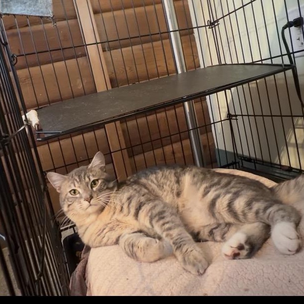 Rainier, a Adoptable Domestic Medium Hair in Kent, WA image 2/5