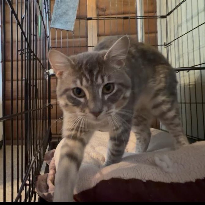 Rainier, a Adoptable Domestic Medium Hair in Kent, WA image 5/5