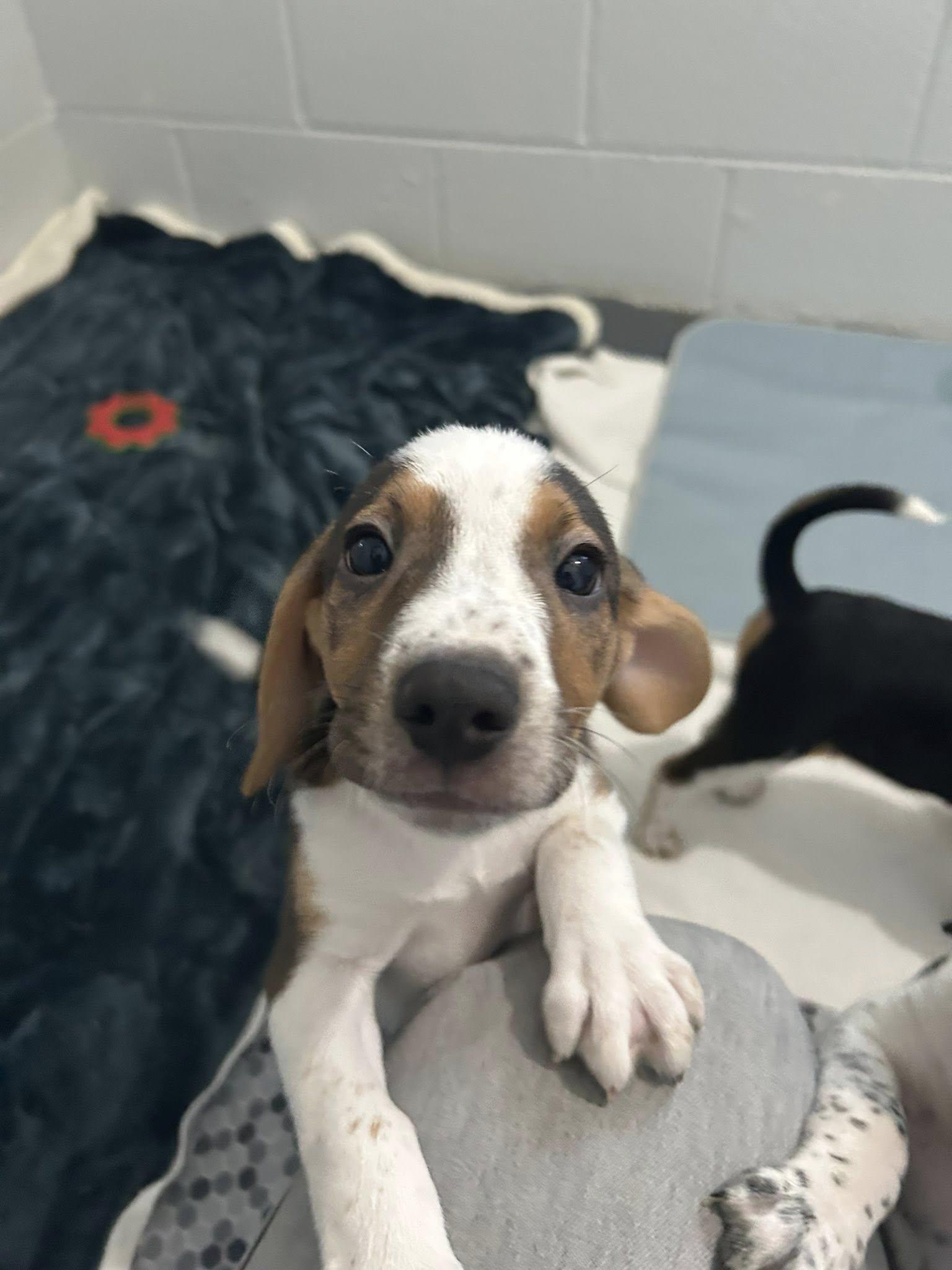 Enlarge Hardy, a ADOPTABLE mixed breed in Bryson City, NC image 1/1