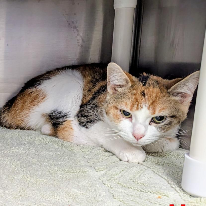 Enlarge Annie Belle, a Adoptable American Bobtail in Marysville, OH image 1/1