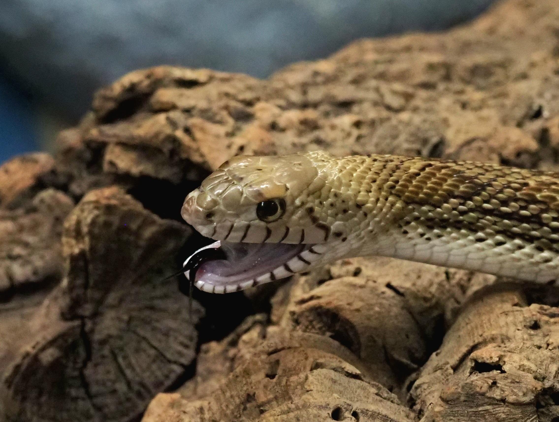Enlarge Duke - Pine Snake, a ADOPTABLE Snake in Tacoma, WA image 1/2