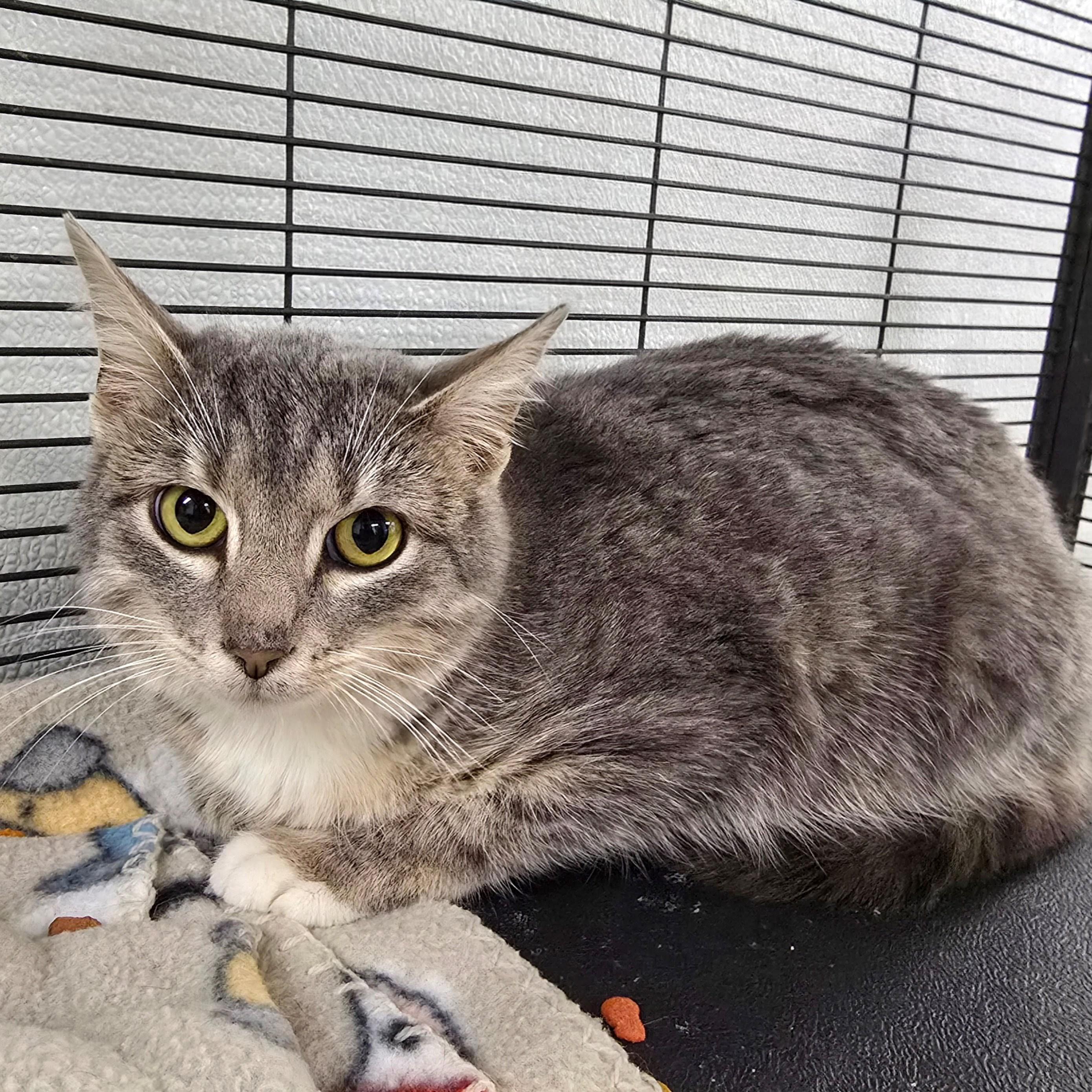 Enlarge Josephine , a ADOPTABLE mixed breed in Mount Carmel, IL image 1/2