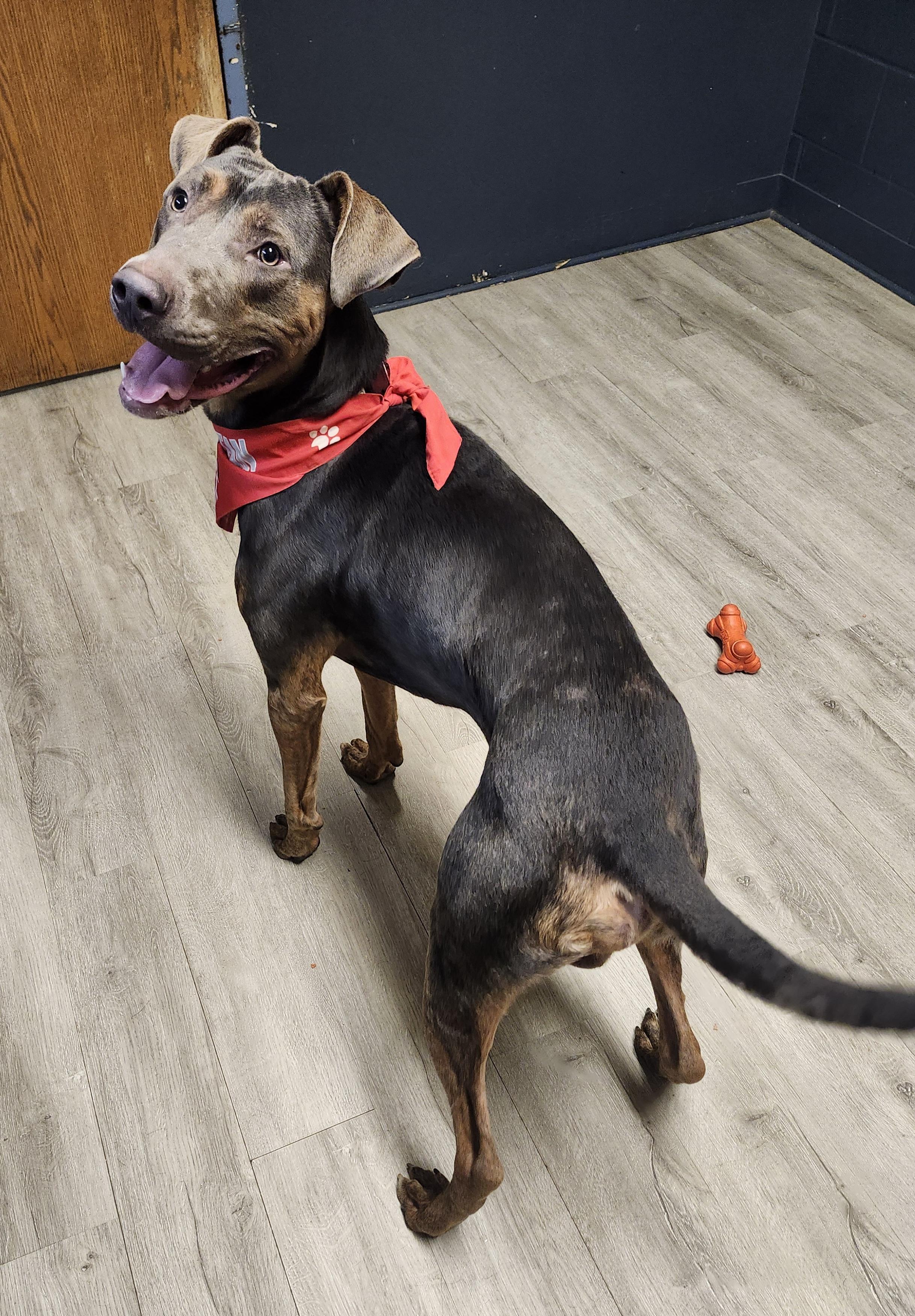 Enlarge Bolivar, a Adoptable mixed breed in Mansfield, OH image 2/4