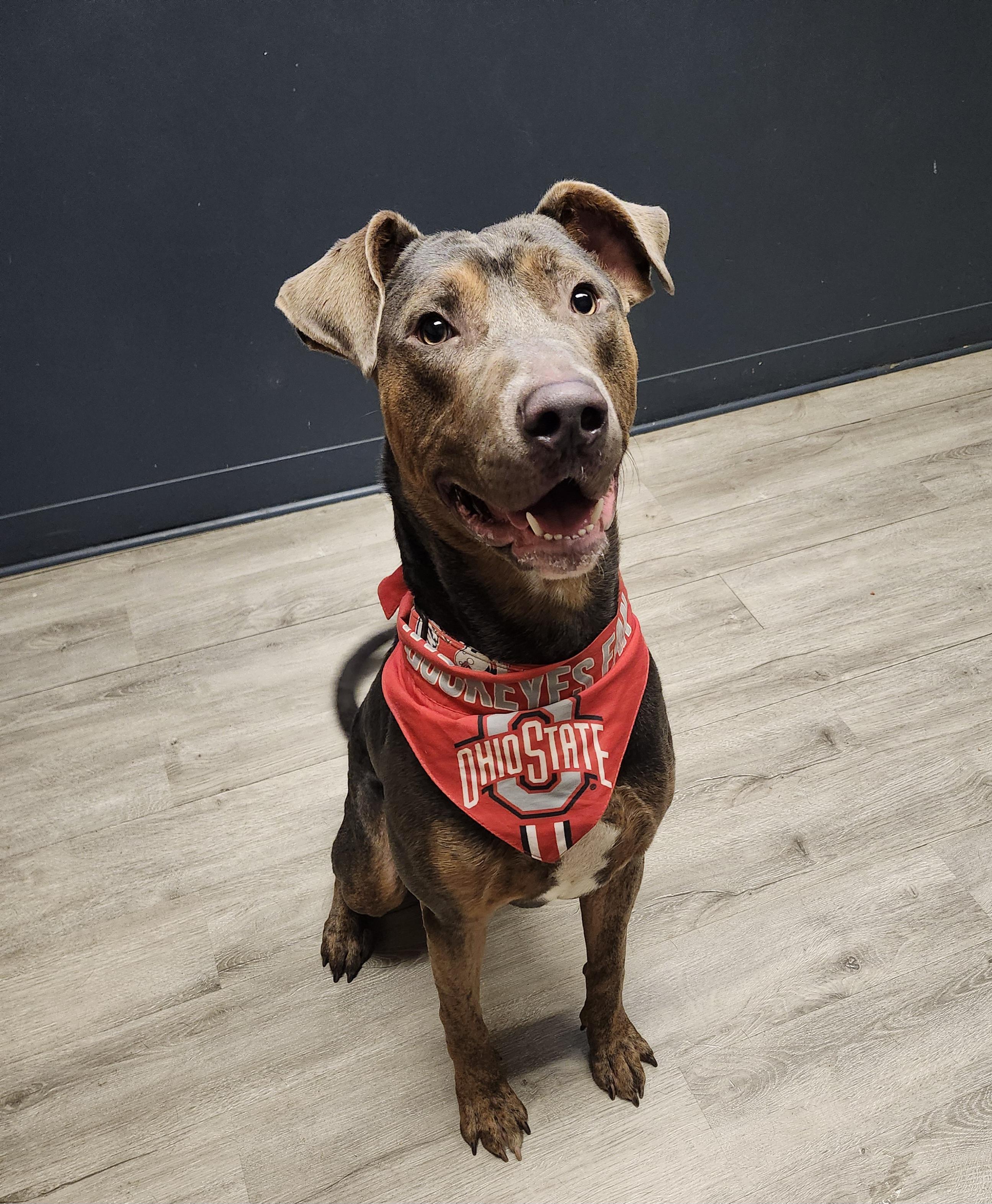 Enlarge Bolivar, a Adoptable mixed breed in Mansfield, OH image 1/4