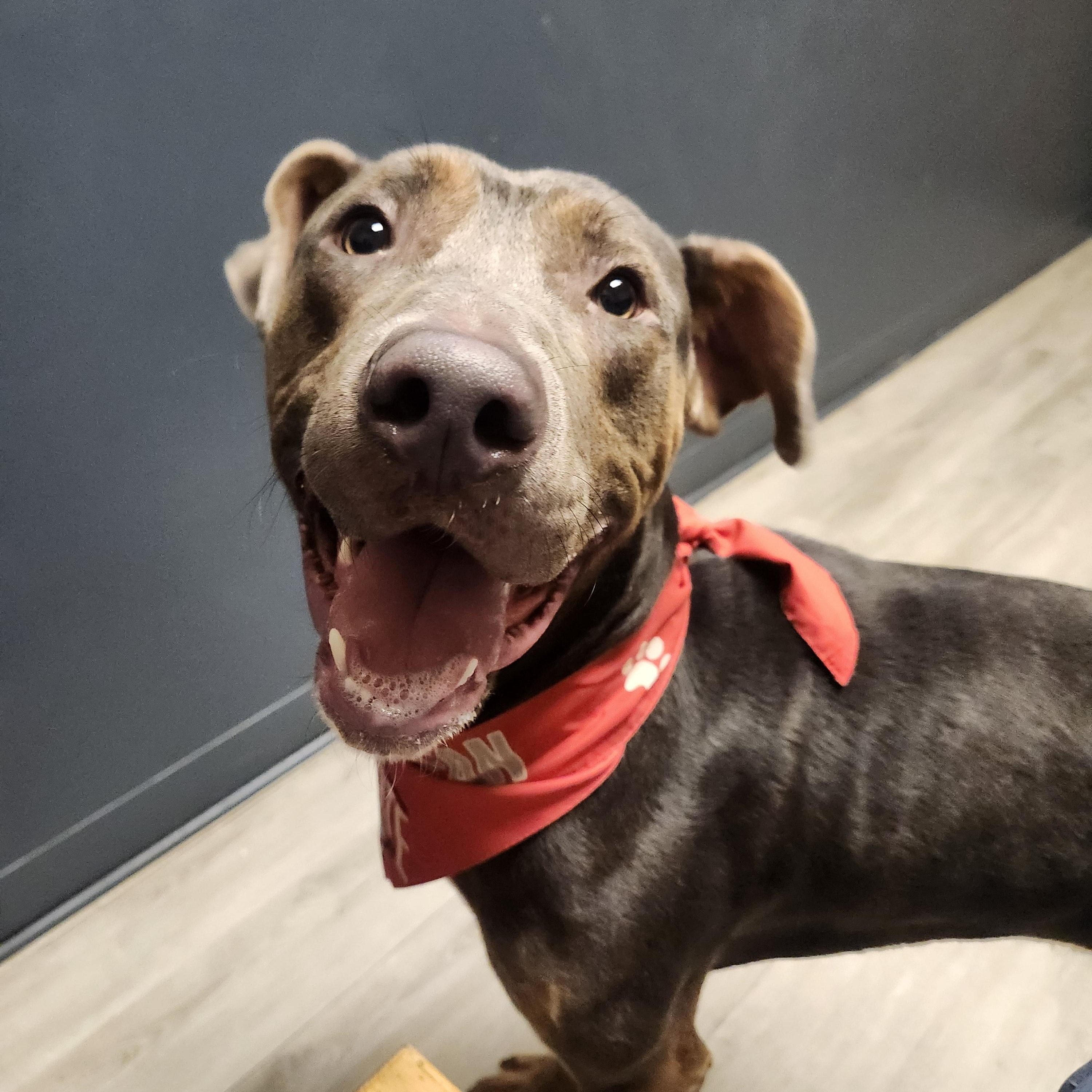 Enlarge Bolivar, a Adoptable mixed breed in Mansfield, OH image 4/4