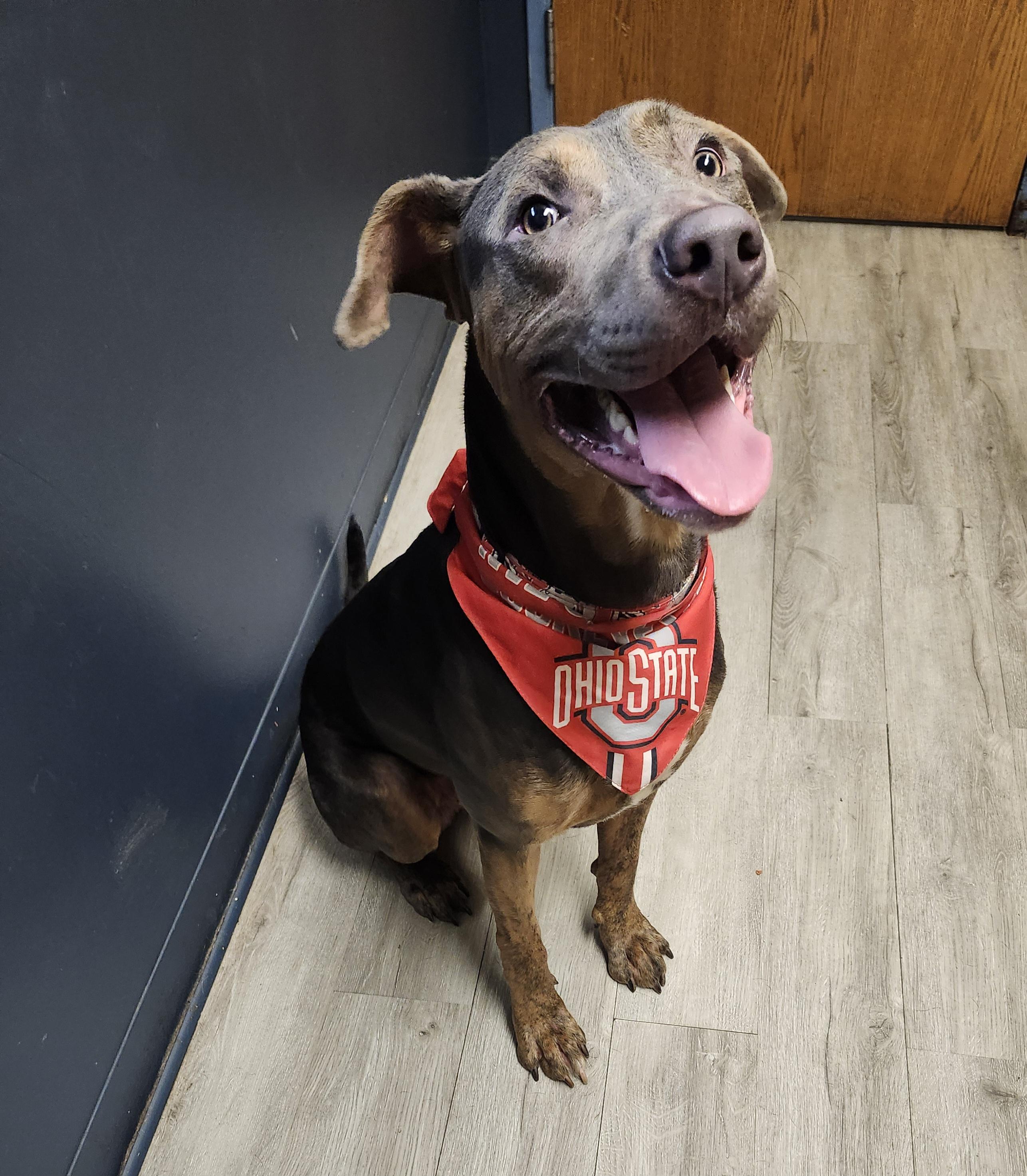Enlarge Bolivar, a Adoptable mixed breed in Mansfield, OH image 3/4