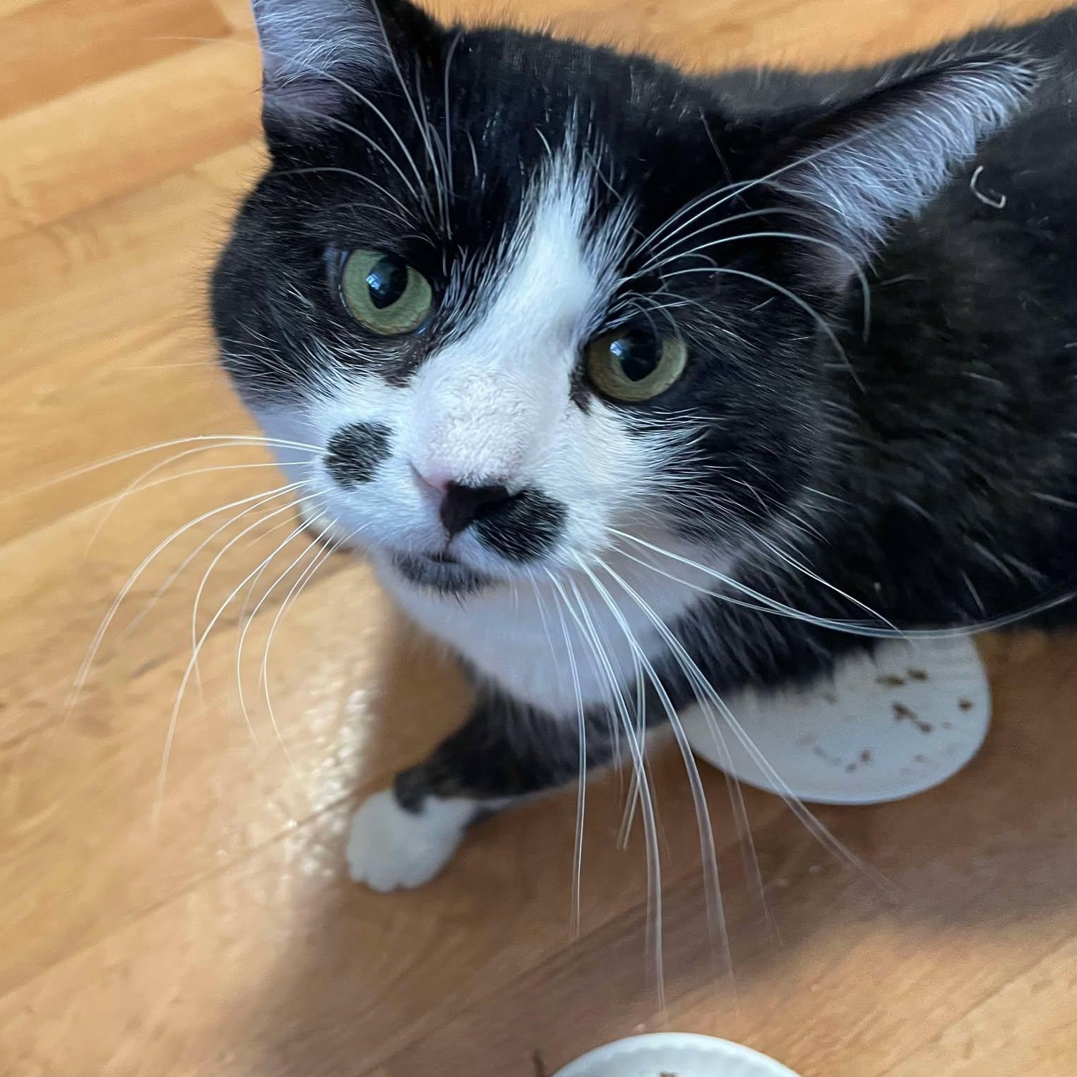 Enlarge Larold (FeLV+), a Adoptable Tuxedo in Shippenville, PA image 2/5