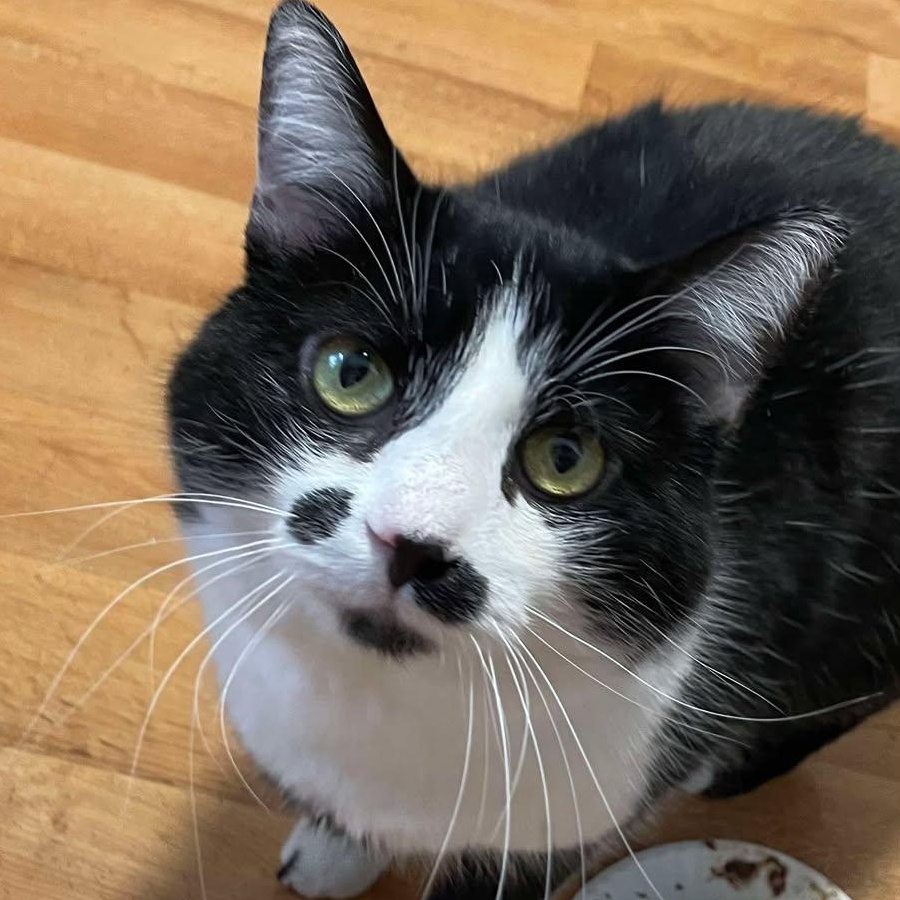 Enlarge Larold (FeLV+), a Adoptable Tuxedo in Shippenville, PA image 1/5