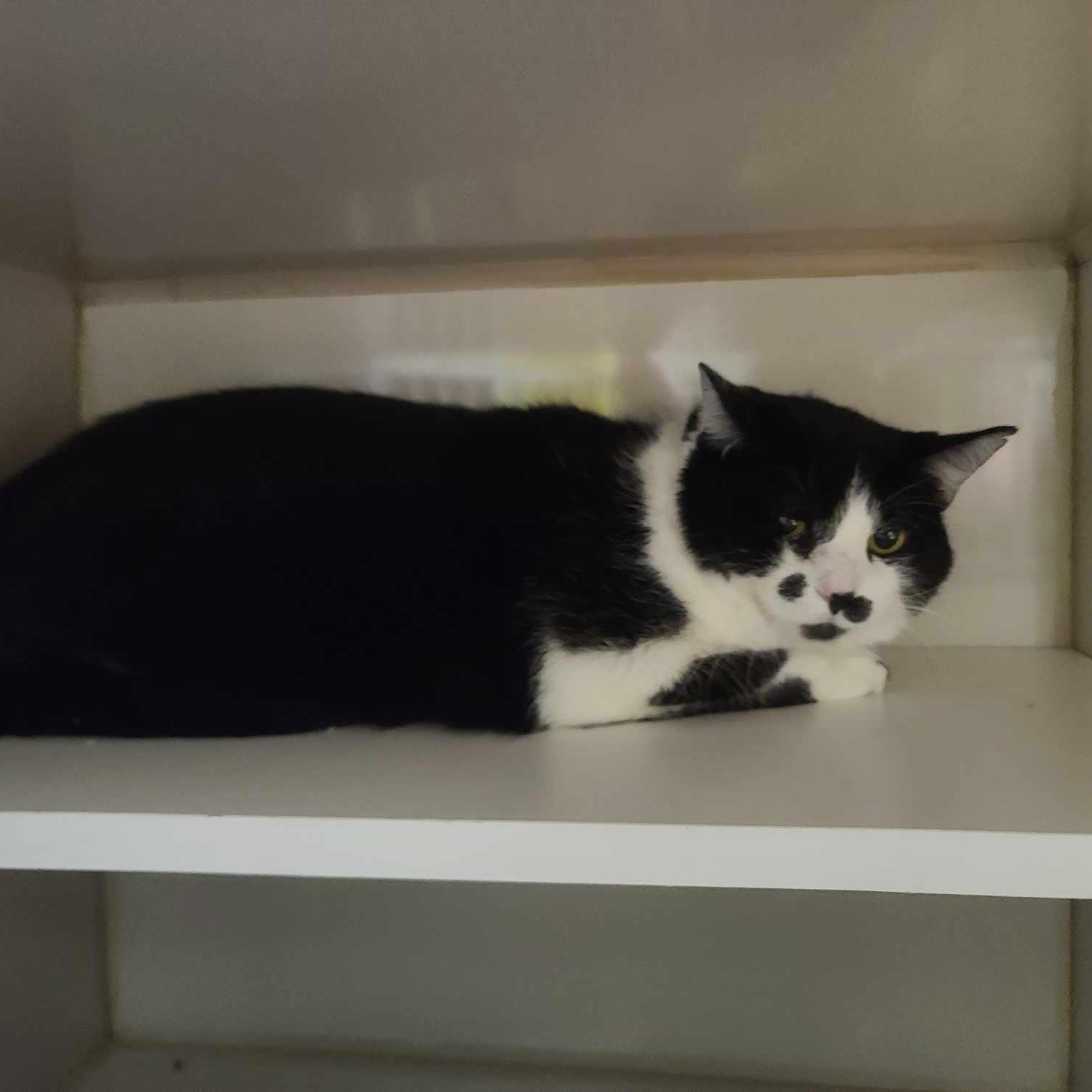 Enlarge Larold (FeLV+), a Adoptable Tuxedo in Shippenville, PA image 5/5