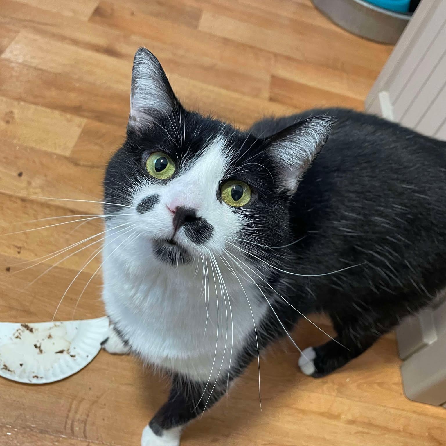 Enlarge Larold (FeLV+), a Adoptable Tuxedo in Shippenville, PA image 3/5