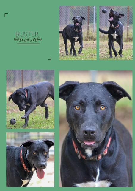 Buster B, Adoptable, Adult Male Labrador Retriever.