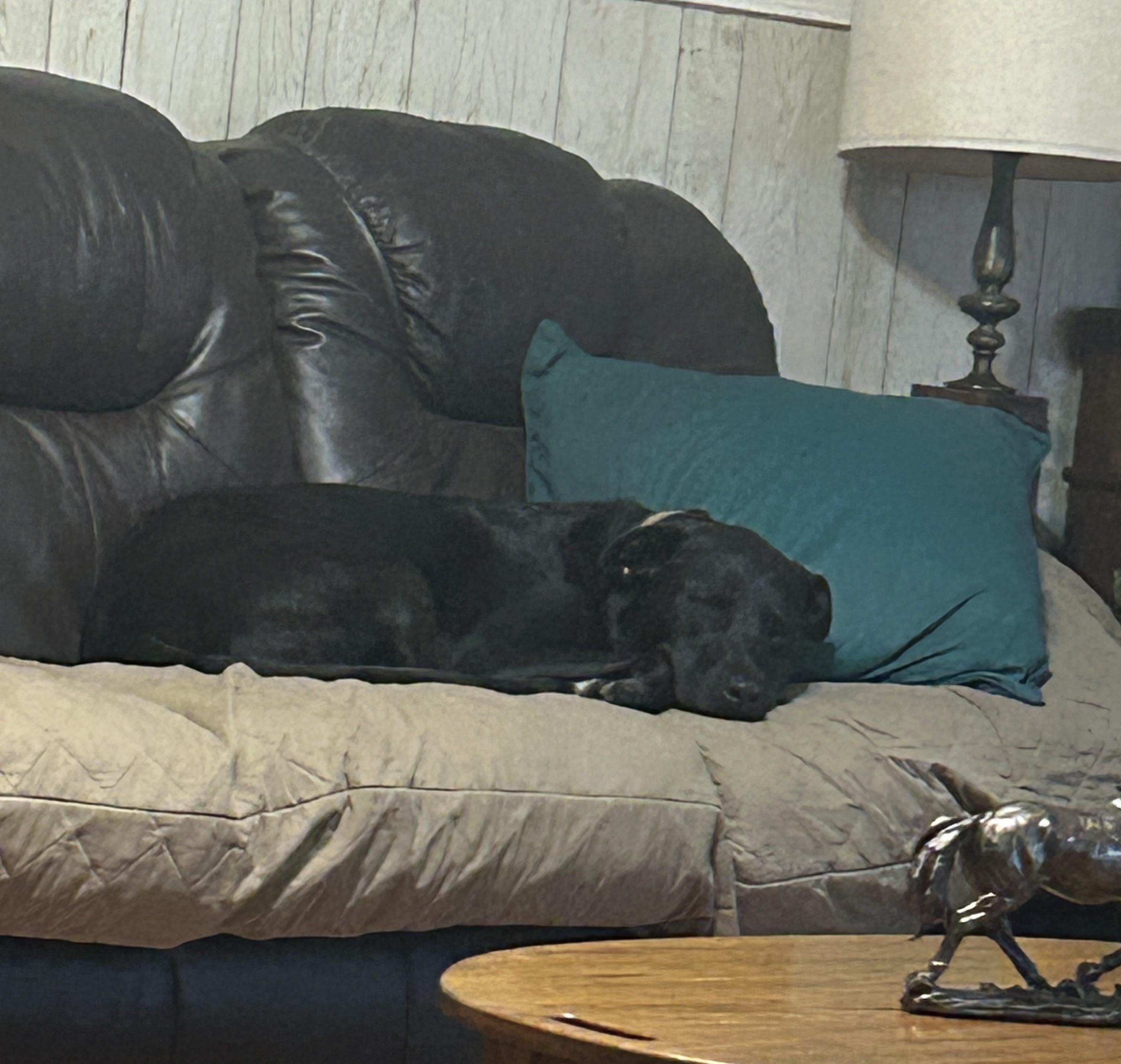 Buster B, a Adoptable mixed breed in Jesup, GA image 2/3