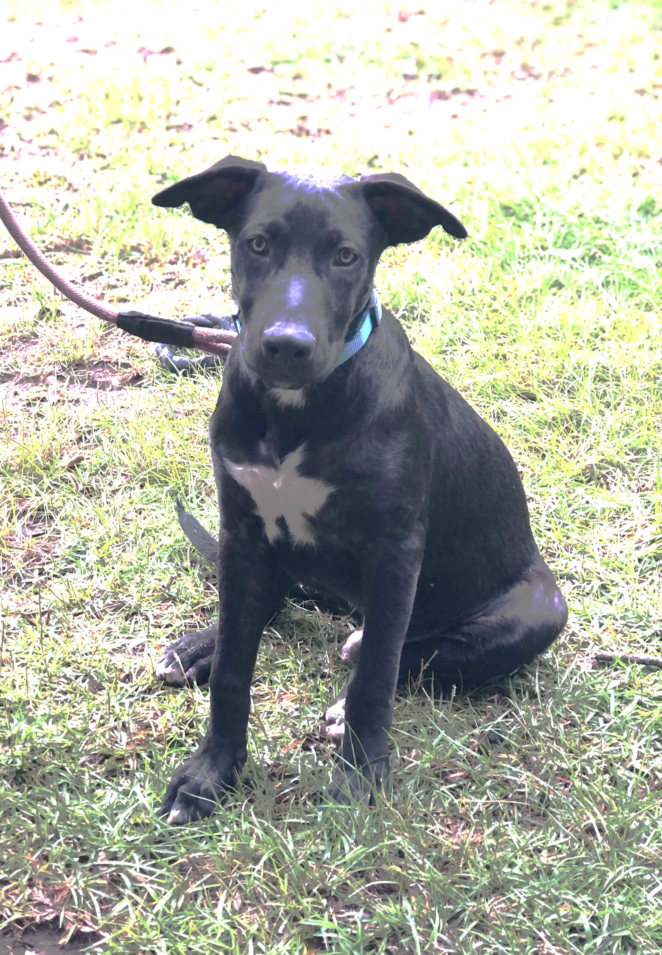 Buster B, a Adoptable mixed breed in Jesup, GA image 3/3