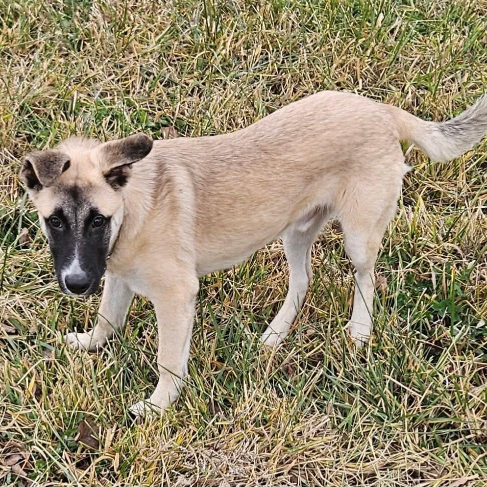 Wright, Adoptable, Young Male Shepherd & Mixed Breed.