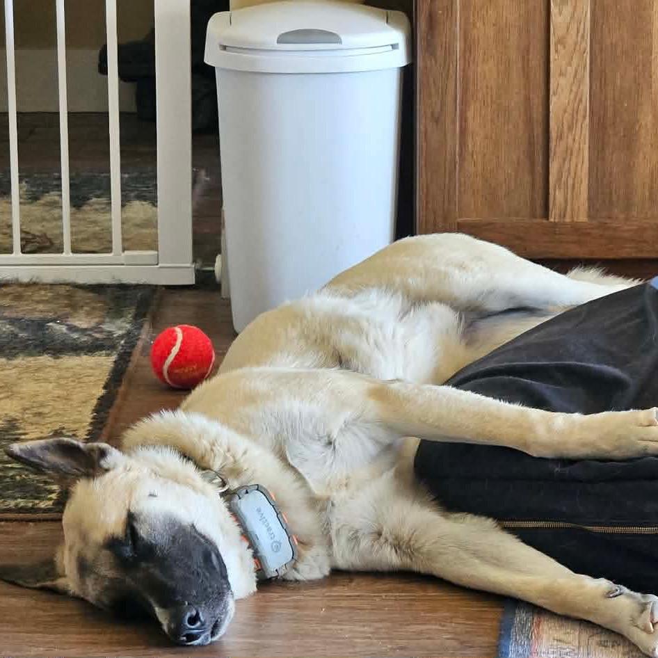 Wright, a Adoptable mixed breed in Nampa, ID image 2/6