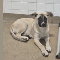 Wright, a Adoptable mixed breed in Nampa, ID image 2/6