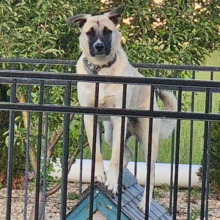 Wright, a Adoptable mixed breed in Nampa, ID image 3/6
