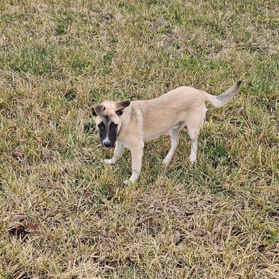 Wright, a Adoptable mixed breed in Nampa, ID image 4/6