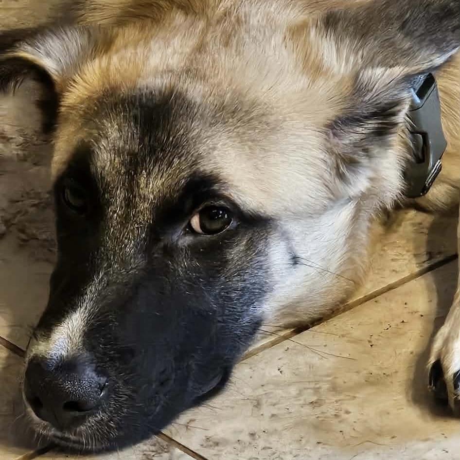 Wright, a Adoptable mixed breed in Nampa, ID image 5/6