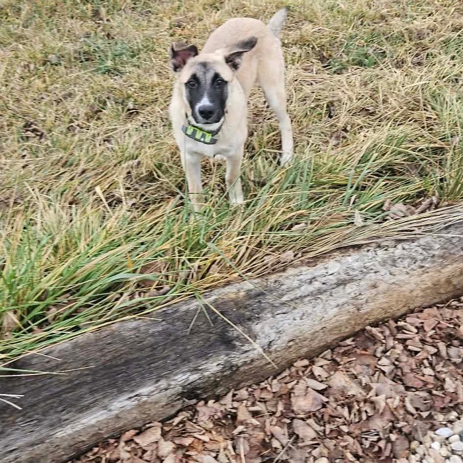 Wright, a Adoptable mixed breed in Nampa, ID image 6/6