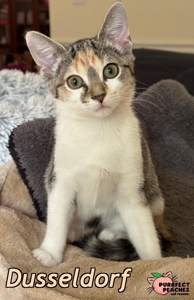 Dusseldorf, Adoptable, Kitten Female Domestic Short Hair.