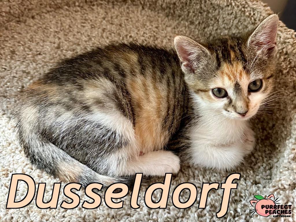 Dusseldorf, a Adoptable mixed breed in Douglasville, GA image 2/4