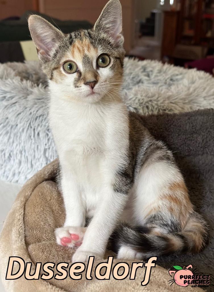 Dusseldorf, a Adoptable mixed breed in Douglasville, GA image 3/4