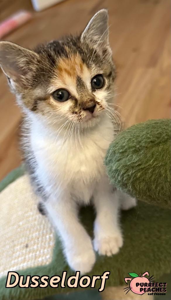Dusseldorf, a Adoptable mixed breed in Douglasville, GA image 4/4