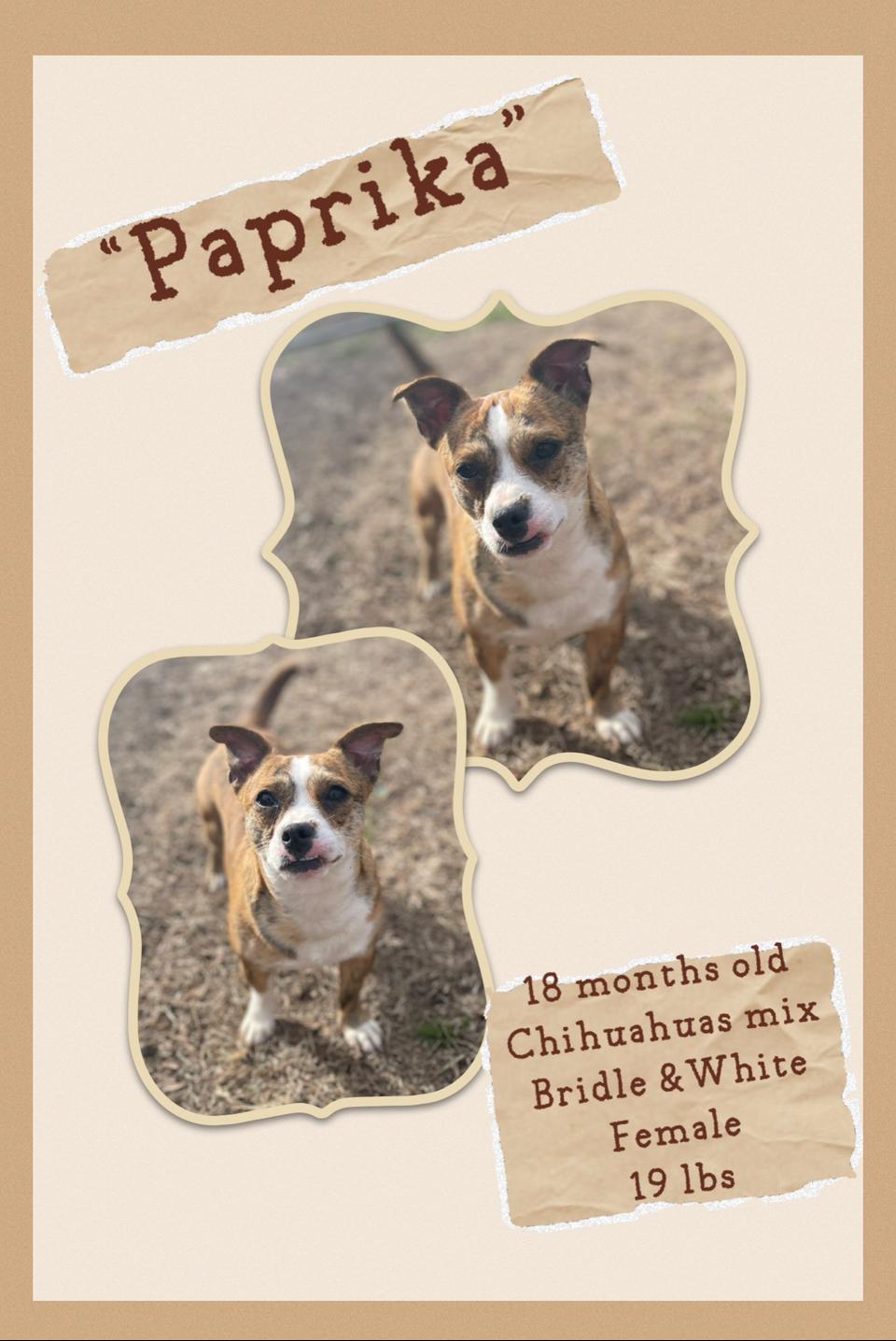 Paprika , ADOPTABLE, Young Female Jack Russell Terrier & Chihuahua.