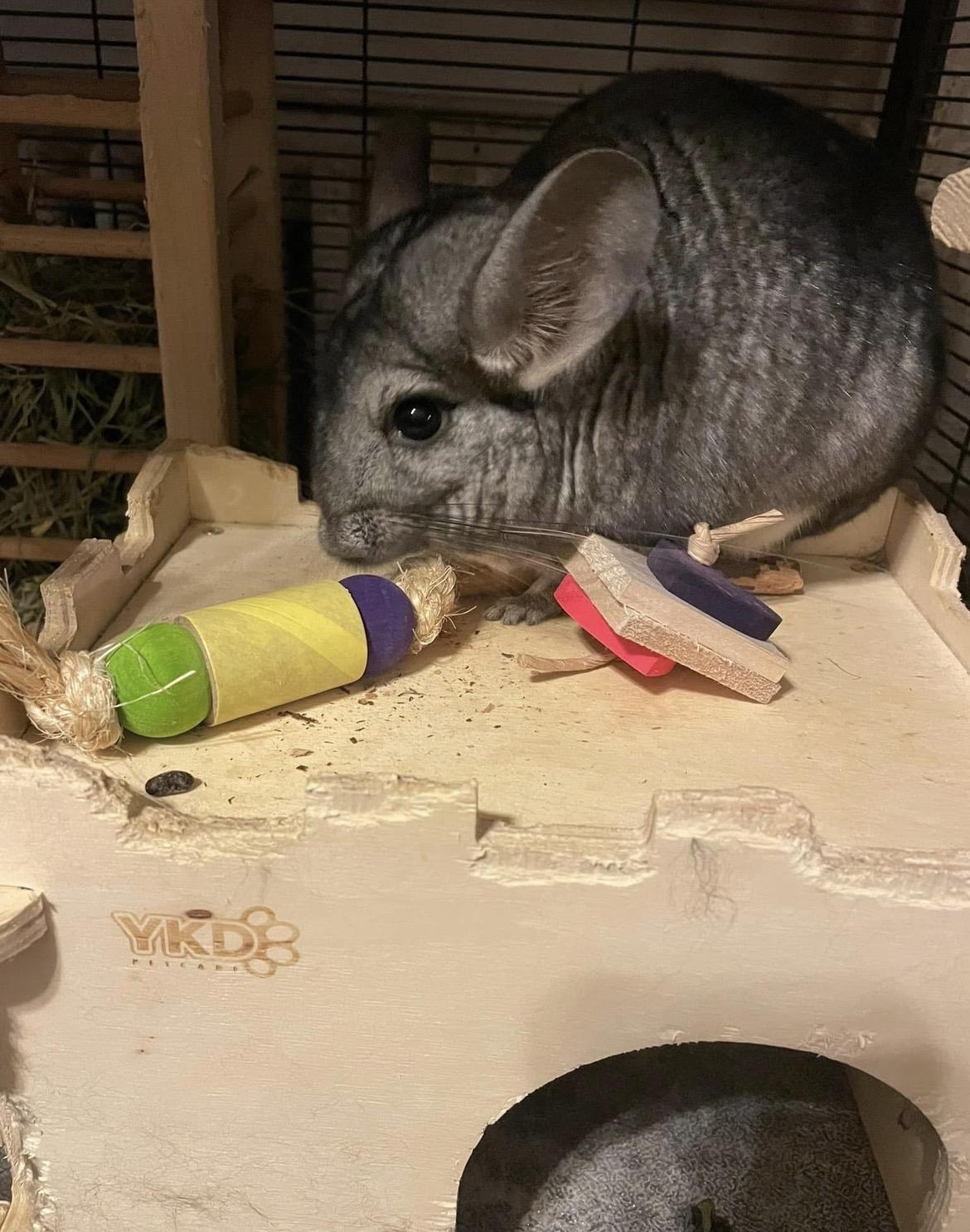 Enlarge Stella, a ADOPTABLE Chinchilla in Berlin, CT image 3/3