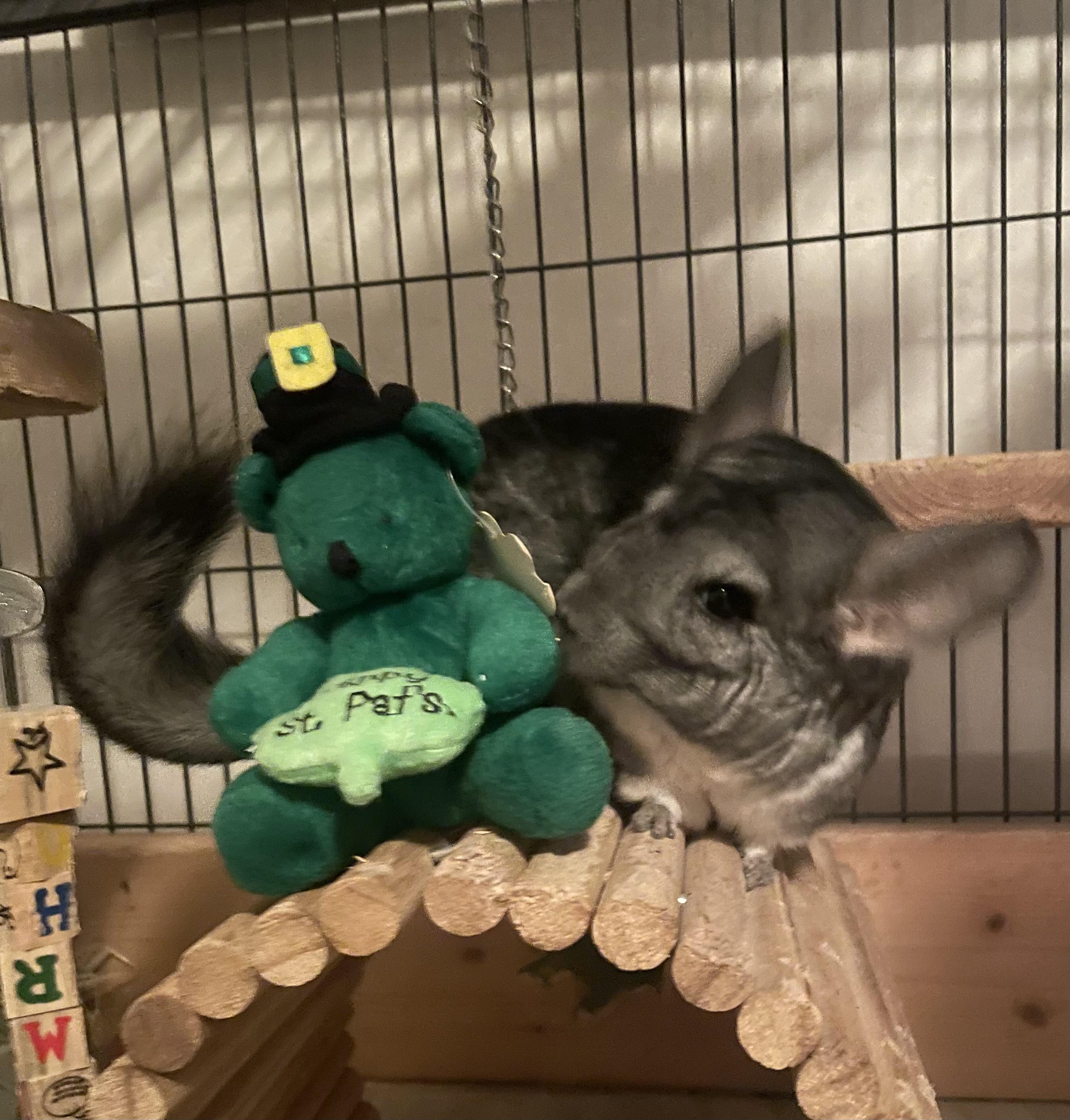 Stella, ADOPTABLE, Adult Female Chinchilla.