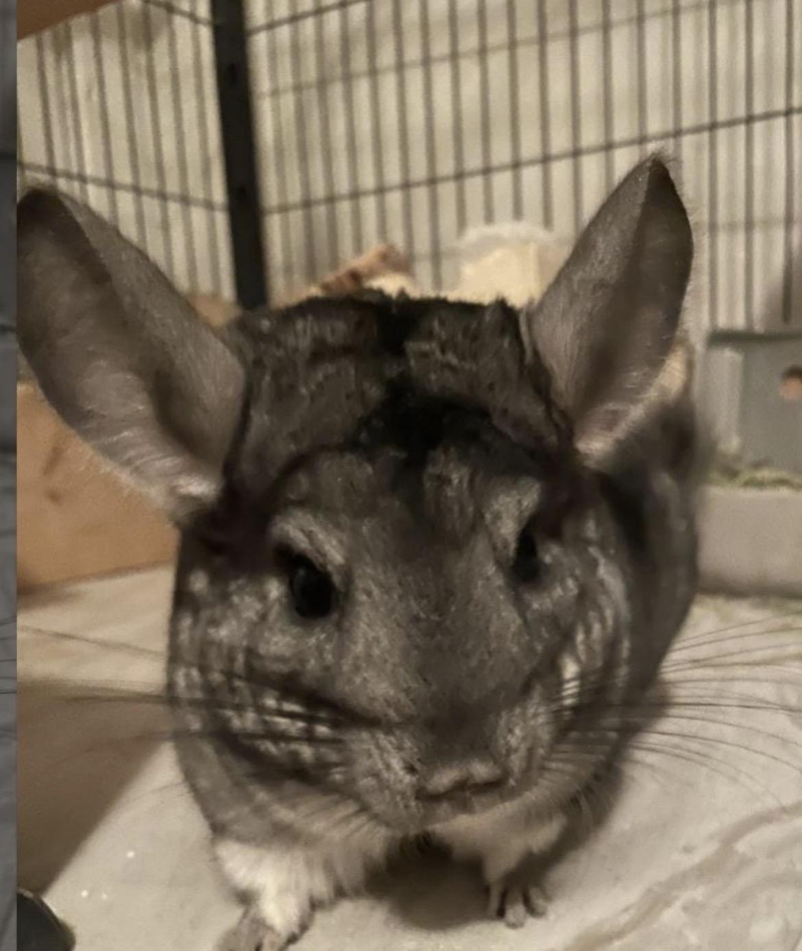 Enlarge Stella, a ADOPTABLE Chinchilla in Berlin, CT image 2/3