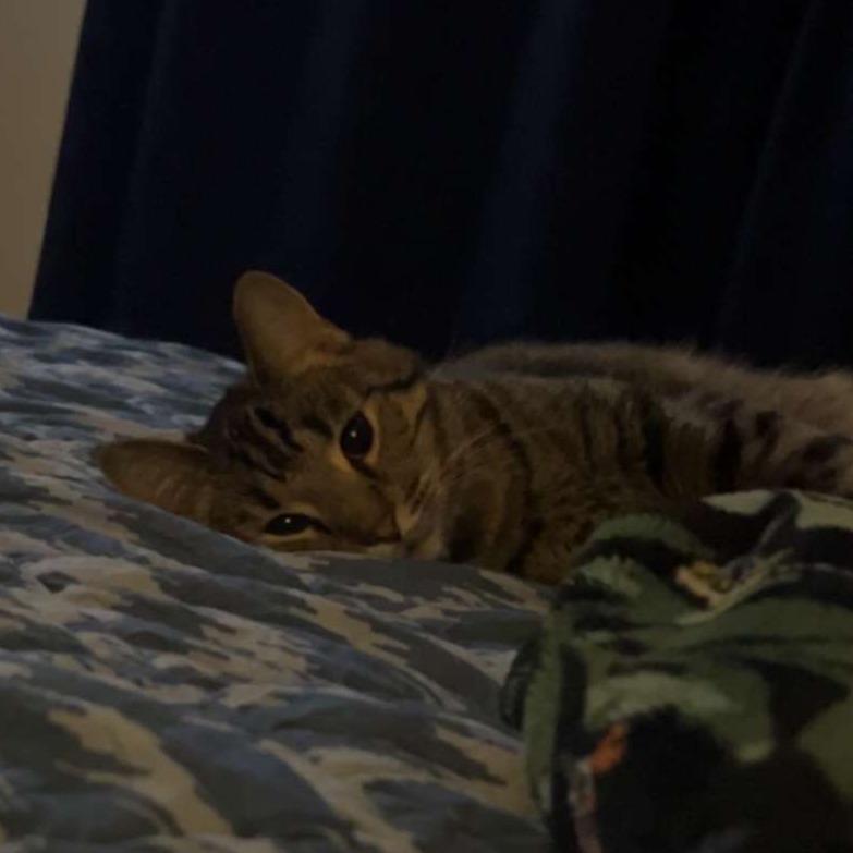 Dahlia, Adoptable, Adult Female Domestic Short Hair.