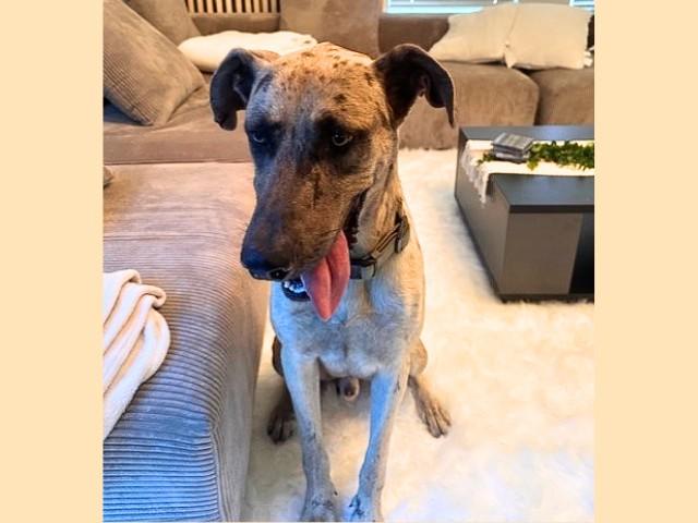 REX, Adoptable, Young Male Catahoula Leopard Dog & Mixed Breed.