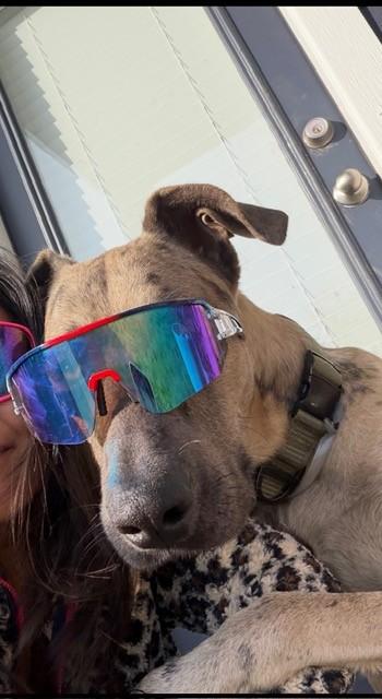 Enlarge REX, a Adoptable mixed breed in Houston, TX image 1/1