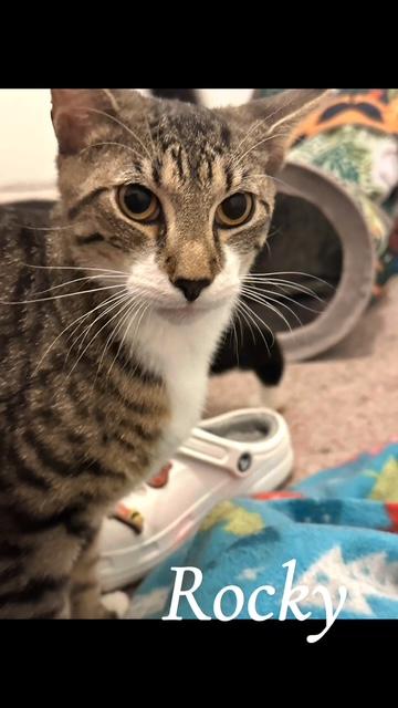 Enlarge Rocky, a Adoptable Domestic Short Hair in Bellmawr, NJ image 1/1